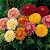 Crisântemo Dobrado Sortido - Chrysanthemum coronarium - 20 Sementes - Imagem 4