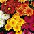Crisântemo Dobrado Sortido - Chrysanthemum coronarium - 20 Sementes - Imagem 2