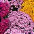 Crisântemo Dobrado Sortido - Chrysanthemum coronarium - 20 Sementes - Imagem 3
