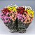 Crisântemo Dobrado Sortido - Chrysanthemum coronarium - 20 Sementes - Imagem 2