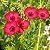 Linho de Jardim Vermelho: 15 Sementes - Imagem 3