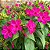 Maravilha do Peru Rosa: 10 Sementes - Imagem 2