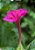 Maravilha do Peru Rosa: 10 Sementes - Imagem 4