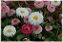 Rapazinho Sortido - Bellis perennis - 20 Sementes - Imagem 5