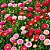Rapazinho Sortido - Bellis perennis - 20 Sementes - Imagem 2