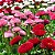 Rapazinho Sortido - Bellis perennis - 20 Sementes - Imagem 1