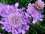 Scabiosa Sortida: 20 Sementes - Imagem 10