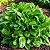 Azedinha - Large Leaf Sorrel: 20 Sementes - Imagem 1