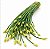 Cebolinha Chinesa (Nirá) - Allium tuberosum - 20 Sementes - Imagem 1