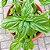 Manjericão Italian Large Leaf ORGÂNICO: 20 Sementes - Imagem 1