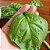 Manjericão Italian Large Leaf ORGÂNICO: 20 Sementes - Imagem 2