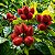 Urucum: 20 Sementes - Imagem 1
