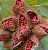 Urucum: 20 Sementes - Imagem 6