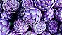 Alcachofra Violeta: 10 Sementes - Imagem 4