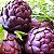 Alcachofra Violeta: 10 Sementes - Imagem 1