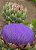 Alcachofra Verde: 10 Sementes - Imagem 8