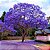 Jacarandá Azul Mimoso - Jacaranda mimosifolia Bignoniaceae: 100 Sementes - Imagem 2
