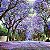 Jacarandá Azul Mimoso - Jacaranda mimosifolia Bignoniaceae: 100 Sementes - Imagem 4