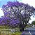 Jacarandá Azul Mimoso - Jacaranda mimosifolia Bignoniaceae: 100 Sementes - Imagem 1