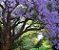 Jacarandá Azul Mimoso - Jacaranda mimosifolia Bignoniaceae: 100 Sementes - Imagem 5