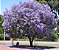 Jacarandá Azul Mimoso - Jacaranda mimosifolia Bignoniaceae: 100 Sementes - Imagem 9