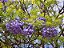Jacarandá Azul Mimoso - Jacaranda mimosifolia Bignoniaceae: 100 Sementes - Imagem 10