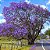 Jacarandá Azul Mimoso - Jacaranda mimosifolia Bignoniaceae: 100 Sementes - Imagem 1