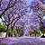 Jacarandá Azul Mimoso - Jacaranda mimosifolia Bignoniaceae: 500 Sementes - Imagem 1