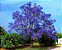 Jacarandá Azul Mimoso - Jacaranda mimosifolia Bignoniaceae: 500 Sementes - Imagem 8