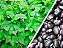 Mucuna Preta : 20 Sementes - Imagem 2