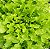 Alface Mimosa: 50 Sementes - Imagem 1