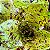 Alface Rajada Freckles: 50 Sementes - Imagem 5