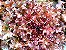 Alface Red Salad Bowl ORGÂNICO: 50 Sementes - Imagem 6