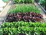 Alface Red Salad Bowl ORGÂNICO: 50 Sementes - Imagem 3