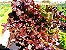 Alface Red Salad Bowl ORGÂNICO: 50 Sementes - Imagem 5