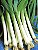 Alho Poro - Allium porrum: 50 Sementes - Imagem 5