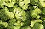 Brócolis: 50 Sementes - Imagem 1