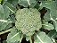 Brócolis: 50 Sementes - Imagem 6