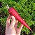 Cenoura Red Atomic (vermelha): 20 Sementes - Imagem 2
