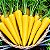 Cenoura Amarela Yellow Solar: 50 Sementes - Imagem 1