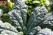 Couve Toscana (Kale): 50 Sementes - Imagem 9