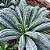 Couve Toscana (Kale): 50 Sementes - Imagem 2