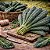 Couve Toscana (Kale): 50 Sementes - Imagem 1