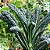 Couve Toscana ORGÂNICO (Kale): 50 Sementes - Imagem 1