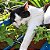 Erva dos Gatos (Catnip) ORGÂNICO: 20 Sementes - Imagem 1