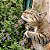 Erva dos Gatos (Catnip): 20 Sementes - Imagem 2
