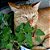 Erva dos Gatos (Catnip): 20 Sementes - Imagem 1