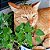 Erva dos Gatos (Catnip): 20 Sementes - Imagem 1