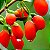 Goji Berry: 20 Sementes - Imagem 1