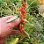 Goji Berry: 20 Sementes - Imagem 2